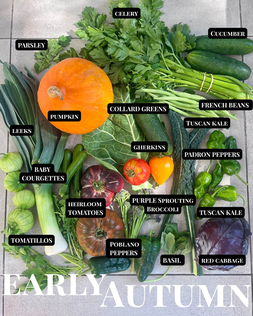 What to eat in early Autumn