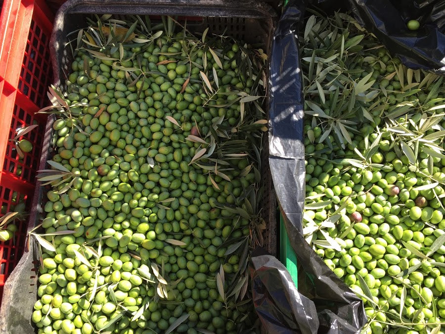 Everything you need to know about an olive oil harvest
