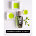 Bottle of Finca La Torre One Extra Virgin Olive Oil from Harvest 2025 surrounded by bright green olive oil samples and fresh green olives on a white background, with the text “Harvest 2025 has arrived.”